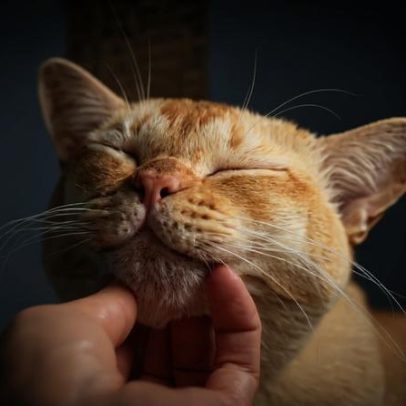 7 dicas para conquistar a confiança do seu gato