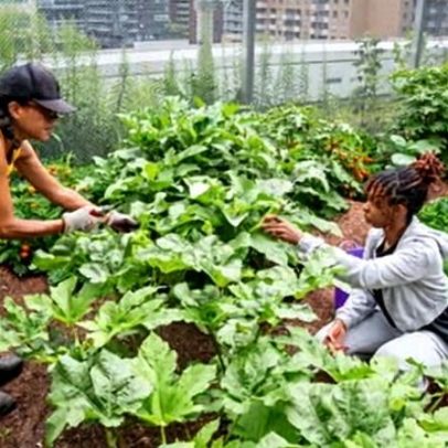 Quiabo esquecido viaja da diáspora africana até Toronto