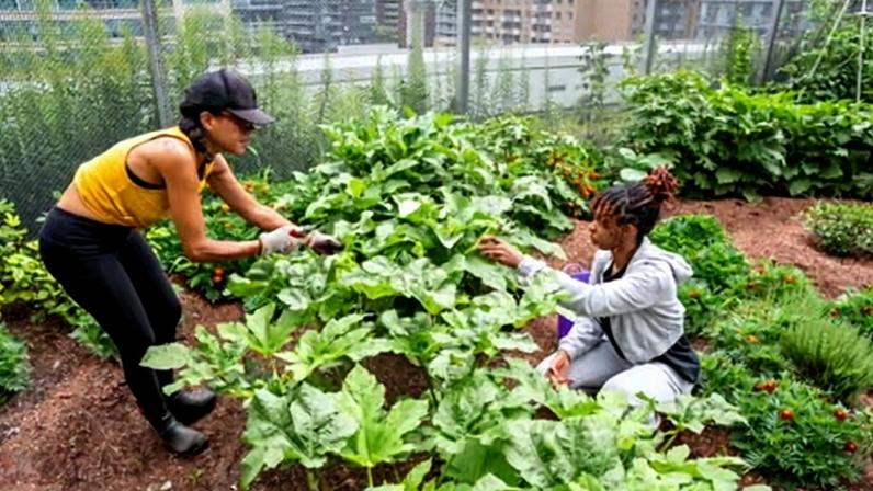 Nicole Austin (left) and a collaborator work to harvest white velvet okra at the urban farm at Toronto Metropolitan University in Canada.
