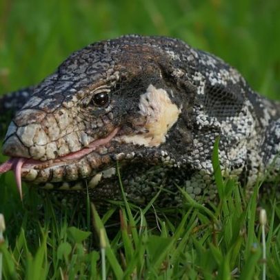 Lagarto arranca dedo de trabalhador em MT; biólogos emitem alerta