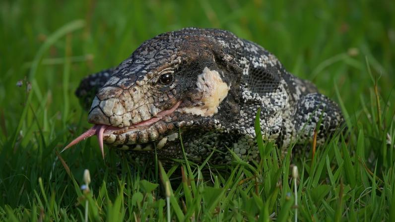 Teiú pode ser encontrado em quase todo o Brasil — Foto: Rudimar Narciso Cipriani