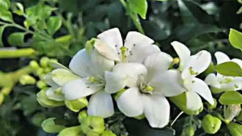 Murta ameaça plantações de laranja, limão e outras frutas cítricas