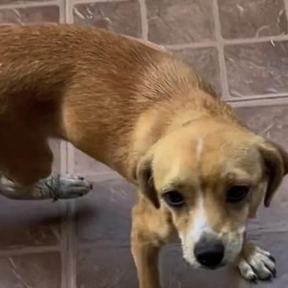 Cachorrinha resgatada recebe cirurgia para salvar a vida