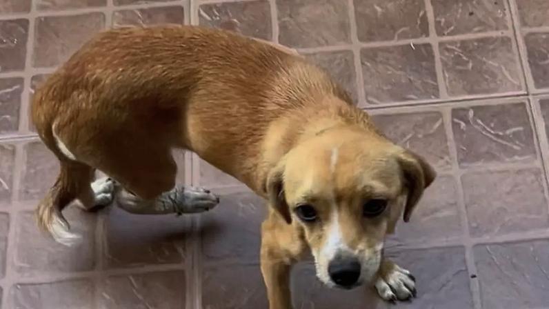 Cirurgia de cachorrinha encontrada na rua: solidariedade para salvar uma vida