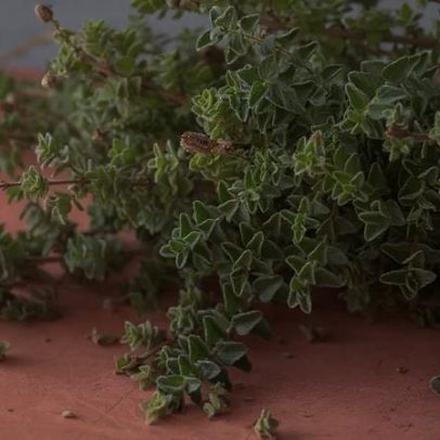 Orégano: benefícios e como cultivar em casa