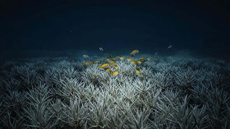 Cientistas alertam para poderoso El Niño em 2026, que pode prejudicar o meio ambiente, como na imagem de arquivo, que mostra peixes nadando entre corais da ilha Koh Tao, no sul da Tailândia, em junho de 2024.