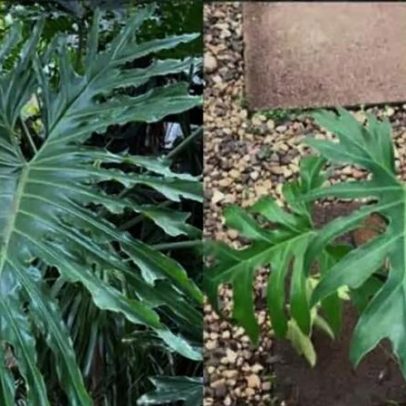 Cuidados simples com o guaimbé em casa para planta saudável