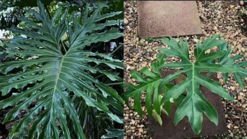 Cuidados simples com o guaimbé em casa para planta saudável