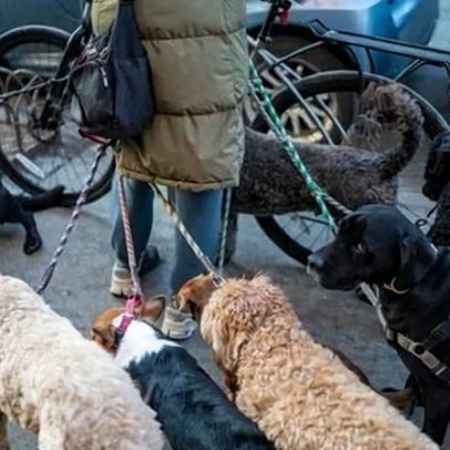 Nova York critica donos de animais que deixam dejeto no chão