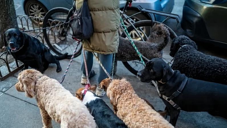 Nova York critica donos de animais que deixam dejeto no chão
