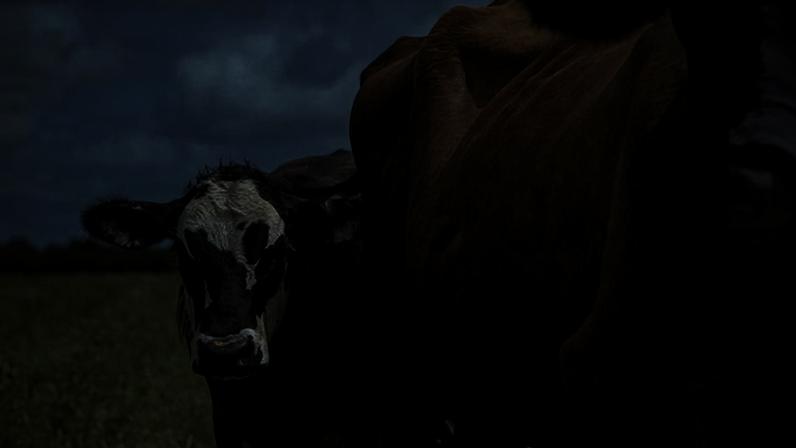 EUA confirma três novos casos de bicheira devoradora de carne em animais