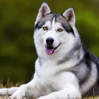 Cachorros da Rússia: seis raças originárias do país