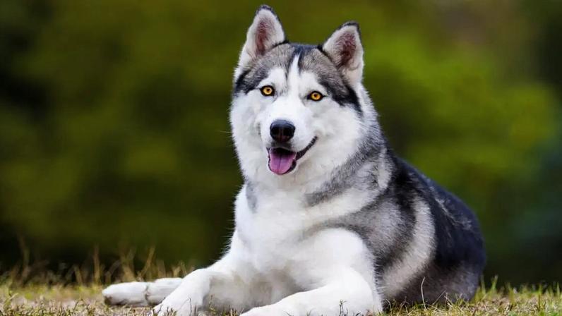 O husky siberiano é umas das raças russas mais populares do mundo, sendo muito ativo e sociável