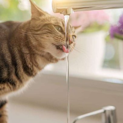 Ciência explica por que gatos bebem de copos e torneiras e o papel dos bigodes