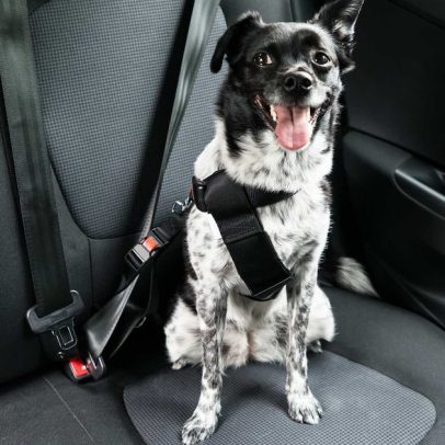 Como transportar animais de estimação com segurança em viagens