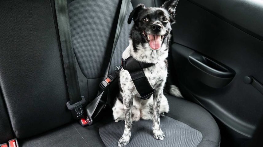 Da escolha da caixa de transporte à do cinto de segurança, passando pelo planejamento de paradas, cada detalhe faz a diferença ao transportar cães e gatos