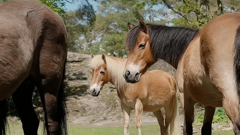 Cavalos da raça Gotland Russ no zoológico de Gotemburgo, onde estudo avaliou o estresse da interação humana - (crédito: Divulgação)