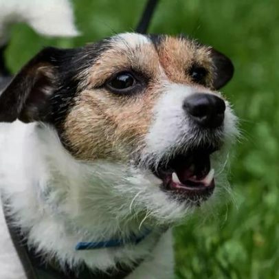 Cães que latem demais: causas e técnicas para reduzir o barulho