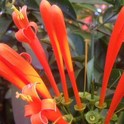 Cipó-de-são-joão transforma muros em cascatas de flores alaranjadas