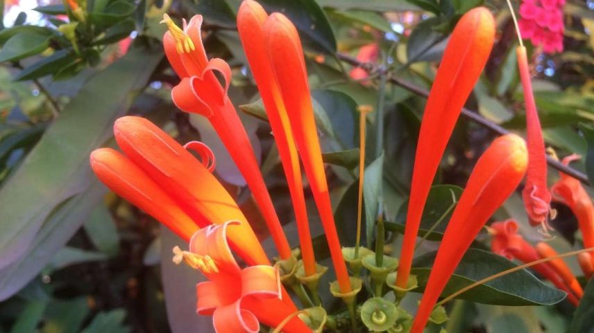 Cipó-de-são-joão transforma muros em cascatas de flores alaranjadas