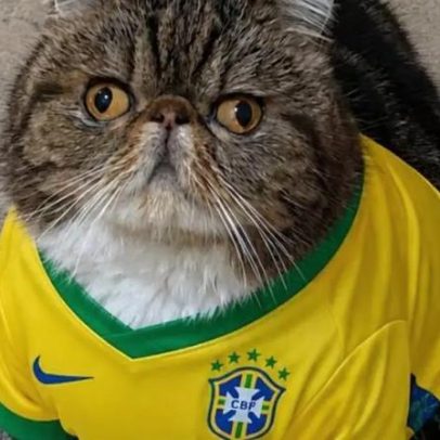 Gato batizado por ídolo do futebol enfrenta leucemia e mobiliza campanha