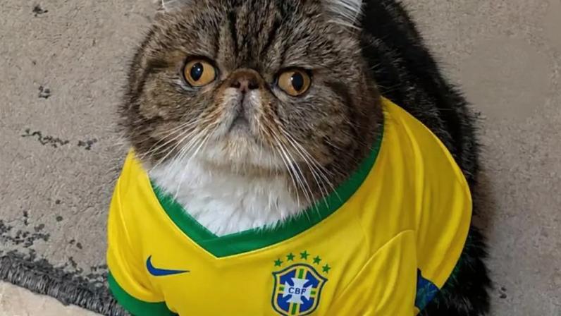 Petkovic, o gato que luta contra a leucemia