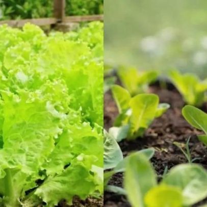 Alface: técnicas para cultivar em vasos e jardineiras