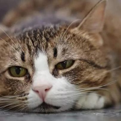 Pets também sofrem emocionalmente: tristeza, ansiedade e estresse