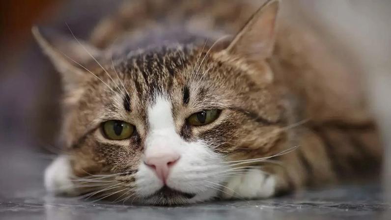 Assim como os humanos, cães e gatos também podem sofrer com estresse, medo e ansiedade