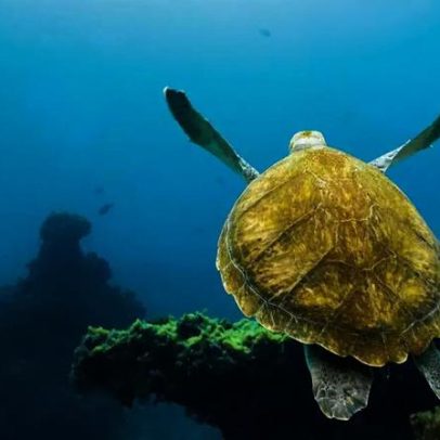 Objetos no estômago de animais marinhos sinalizam impactos aos oceanos