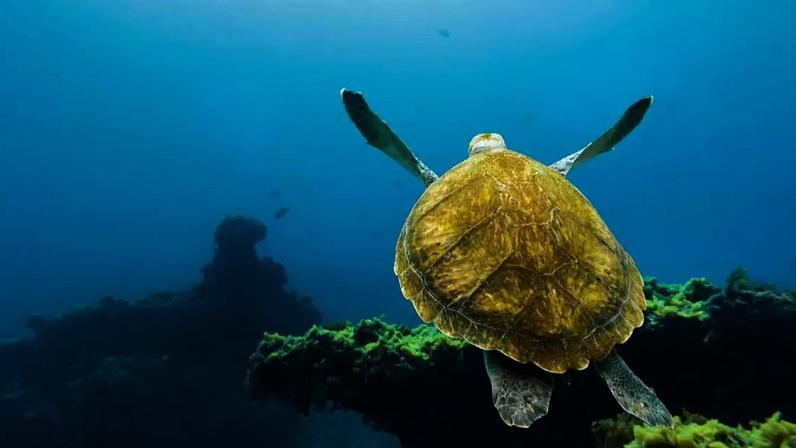 No caso das tartarugas marinhas, veterinários registram com frequência ingestão de fragmentos de sacolas, bexigas de festa, linhas de nylon, elásticos e fitas de balão – depositphotos.com / cegli.o2.pl