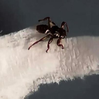 Mosca perde asas e parte da visão ao encontrar hospedeiro para economizar energia