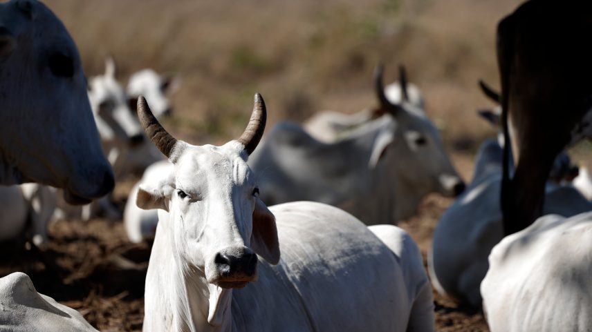Restrições da UE englobam animais vivos para produção de alimentos e produtos derivados