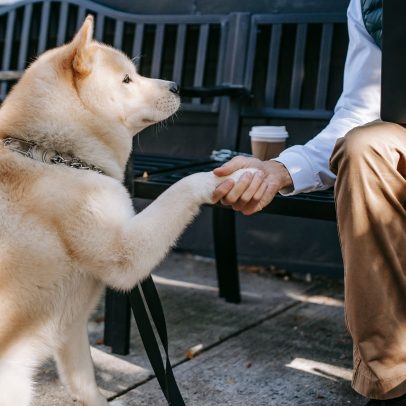 Estudo aponta que humanos e cães envelhecem de forma similar