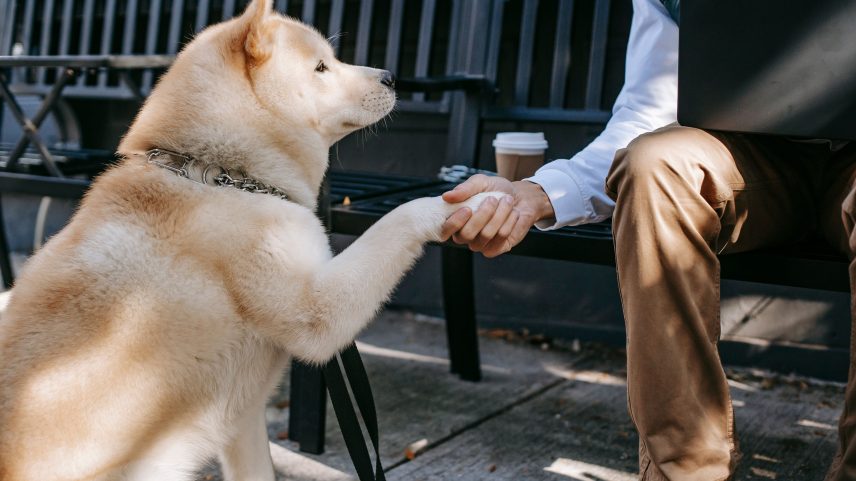 Cães são bons modelos de pesquisa por compartilharem hábitos com seus tutores