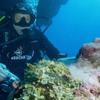 Peixe que confundiu cientistas por décadas ganha nome inspirado na Vila Sésamo