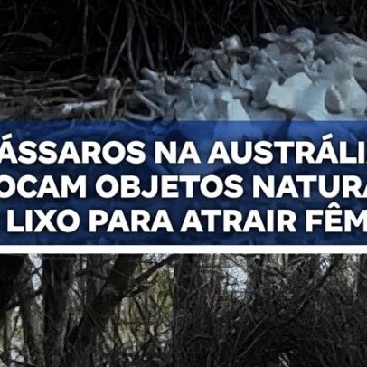 Pássaros na Austrália trocam objetos por lixo para atrair fêmeas