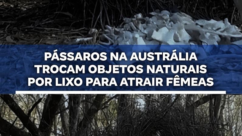 Pássaros na Austrália trocam objetos por lixo para atrair fêmeas