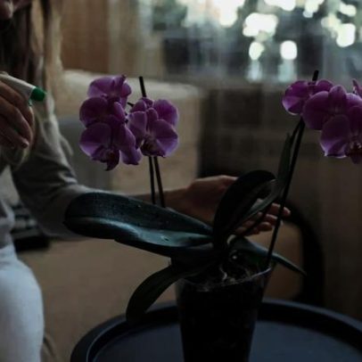 Um detalhe sinaliza que sua orquídea precisa de água agora