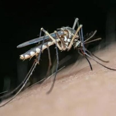 Método com papel higiênico para combater mosquitos é apresentado