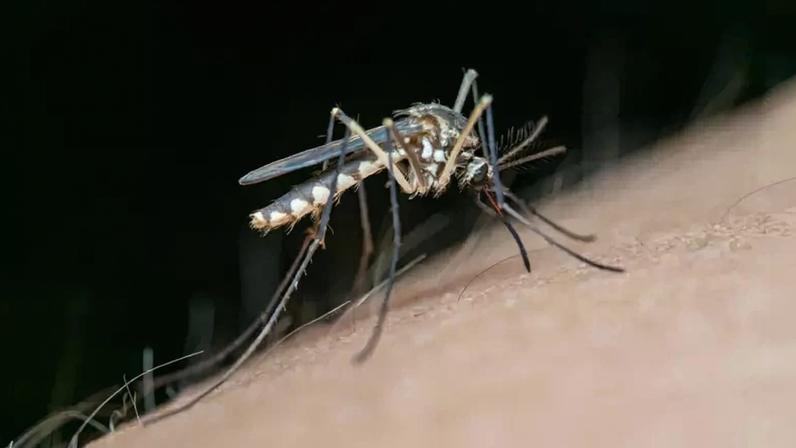 Método com papel higiênico para combater mosquitos é apresentado