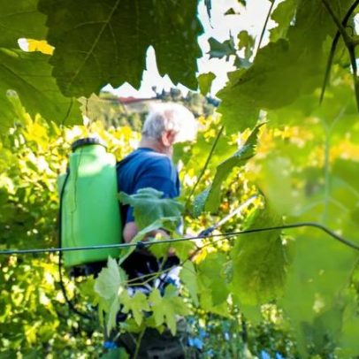 Viticultura: Justiça rejeita recurso para reautorizar produtos à base de cobre