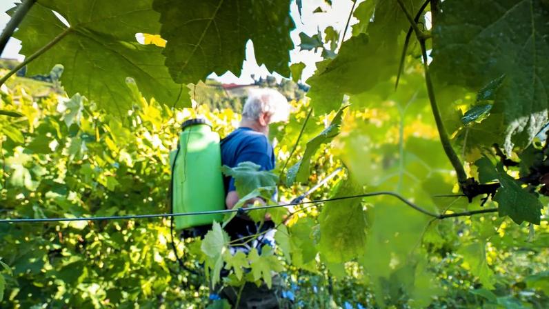Viticultura: Justiça rejeita recurso para reautorizar produtos à base de cobre