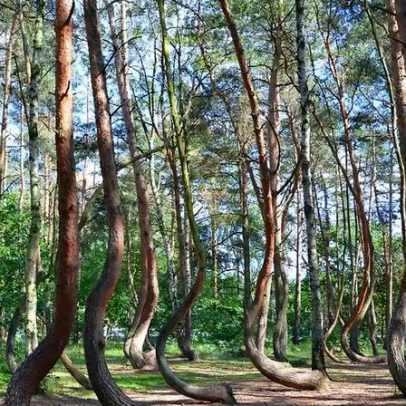 Floresta Torta, na Polônia, intriga cientistas ao desafiar leis da natureza