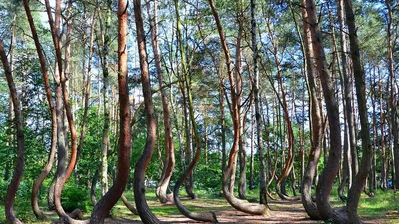 Floresta Torta, na Polônia, intriga cientistas ao desafiar leis da natureza