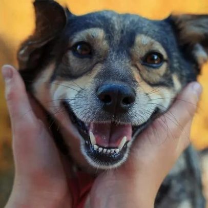 Ciência explica o motivo dos pulos de alegria do cão ao te ver