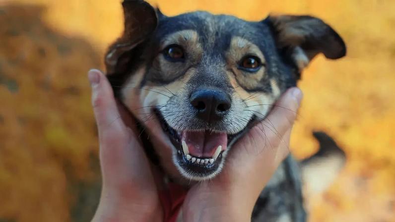 Descubra a explicação científica e biológica para a alegria exagerada dos cachorros ao verem seus donos. Entenda o papel da oxitocina, do olfato e dos pulos
