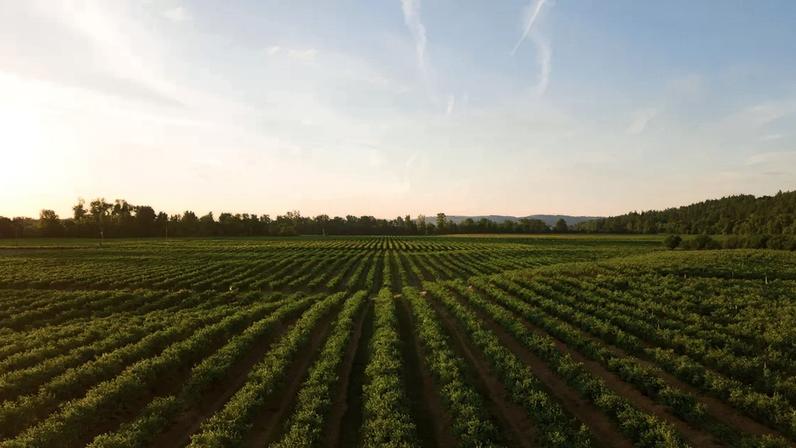 Agricultura