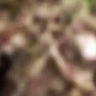 Ossada humana é encontrada em terreno baldio na Região Norte de BH