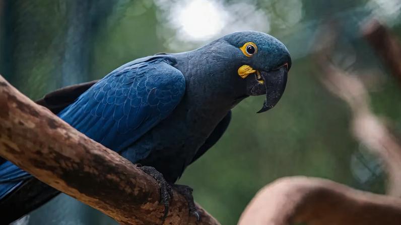 A arara-azul-grande foi reclassificada como Vulnerável (VU)